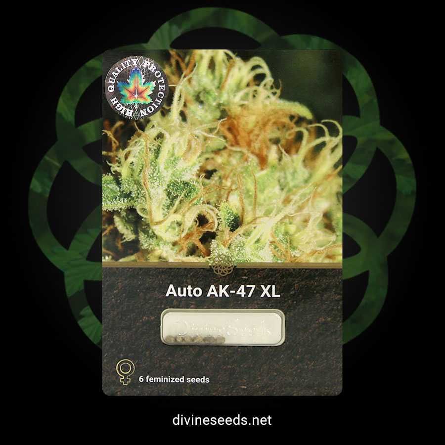 Auto AK-47 XL kanadyjskie nasiona marihuany | 1 szt