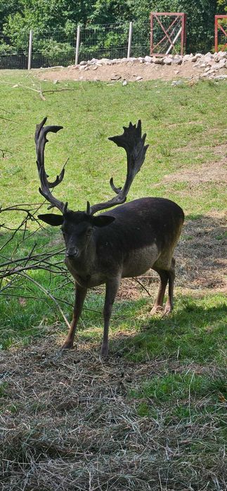 Sprzedam  Daniela Byka