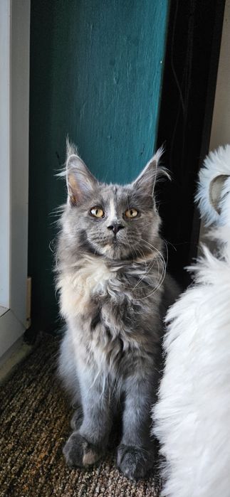 Maine coon kotka BELLA kocica niebieski szylkret