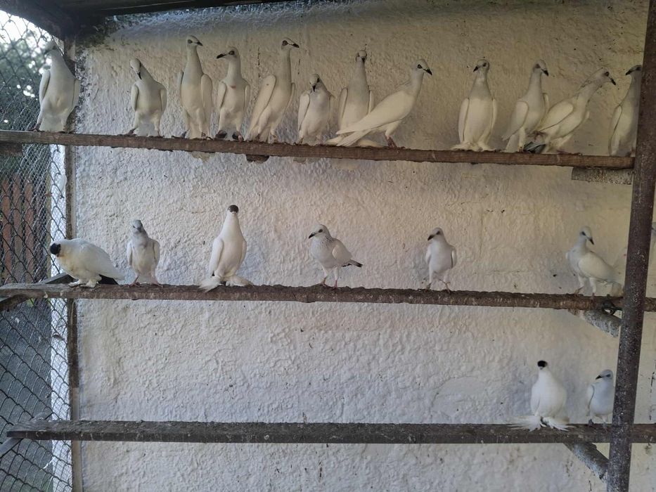 Gołębie hodowlane