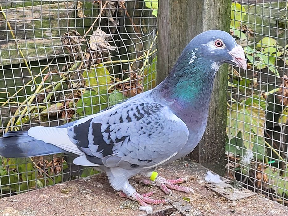 Gołębie staropolskie: para 7