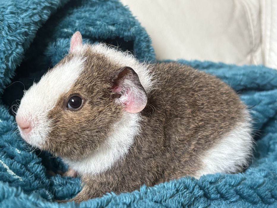 Us teddy świnka morska samiczka