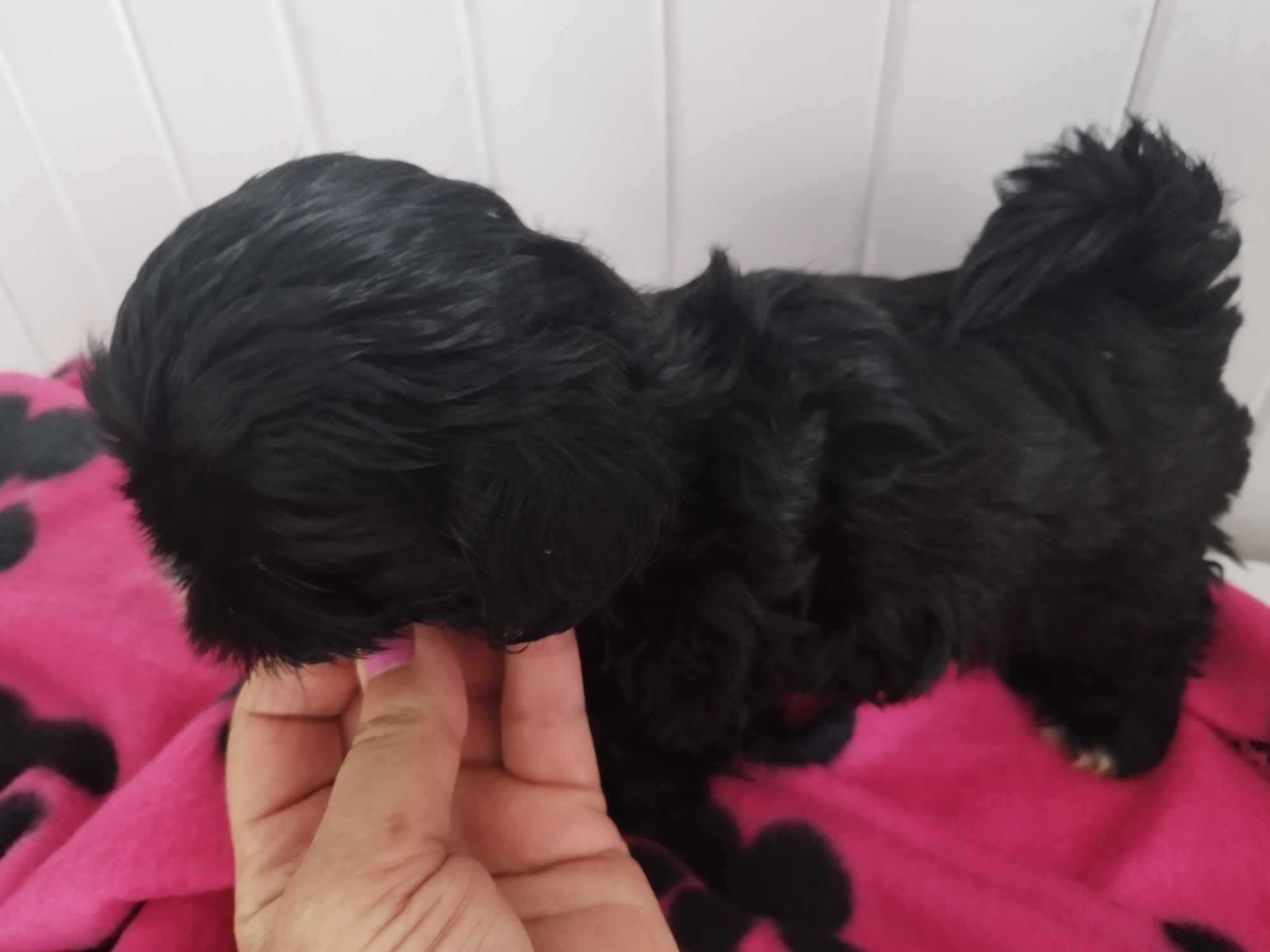 *** Shih Tzu Prześliczne Czarne Maluszki Wielkości Yorka ***