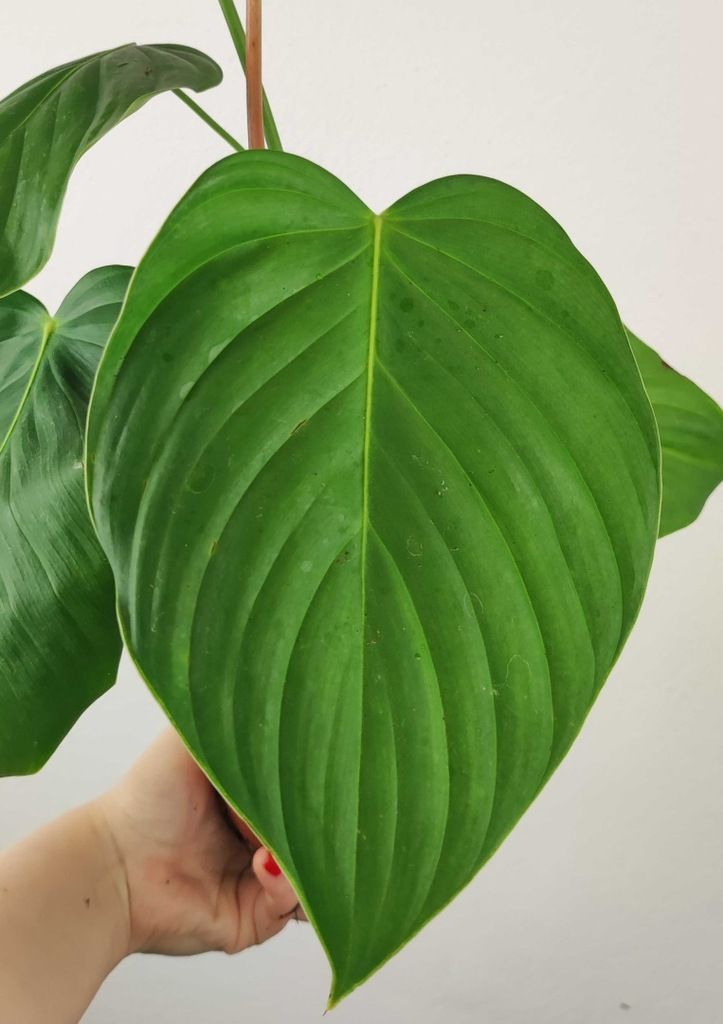 Philodendron Filodendron Grandipes 45 cm