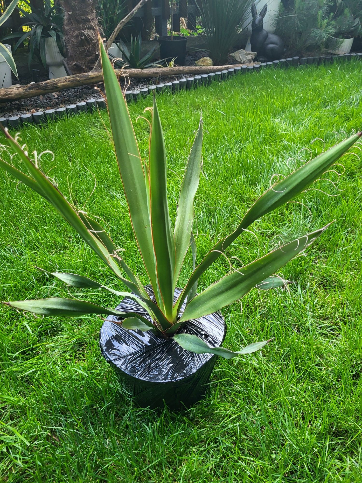 Jucca Faxoniana 50cm