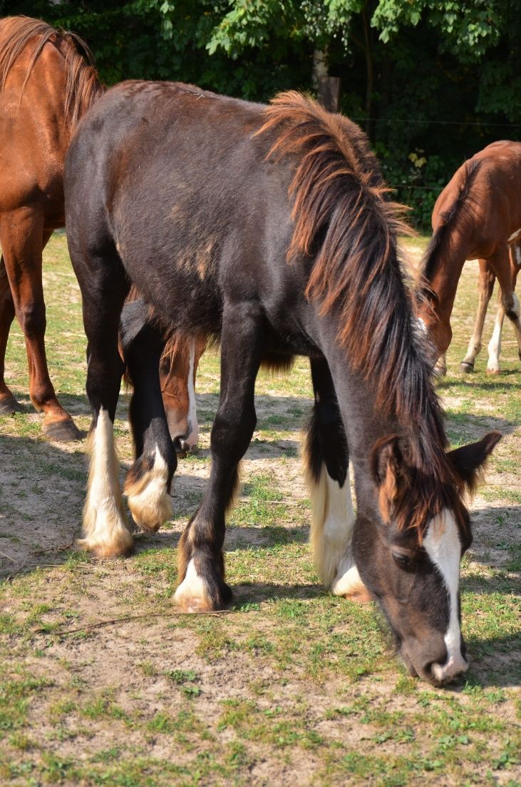 Gypsy Cob (nie Tinker) ogierek