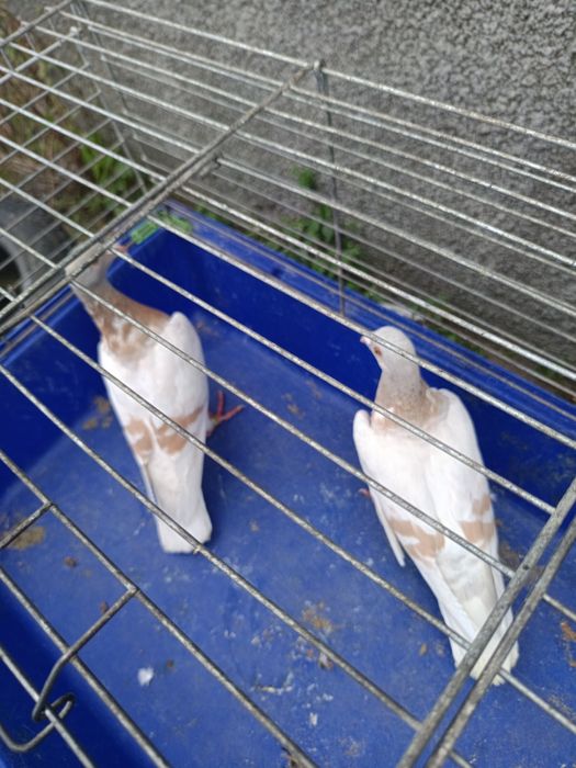 Sprzedam gołębie pocztowe DV ,PL ,2 sztuki MOŻLIWOŚĆ WYSYŁKI