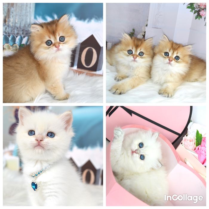 Британские котята золотая шиншилла/британські котята золота шиншила