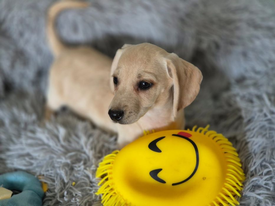 Jamnik krótkowłosy - biała suczka