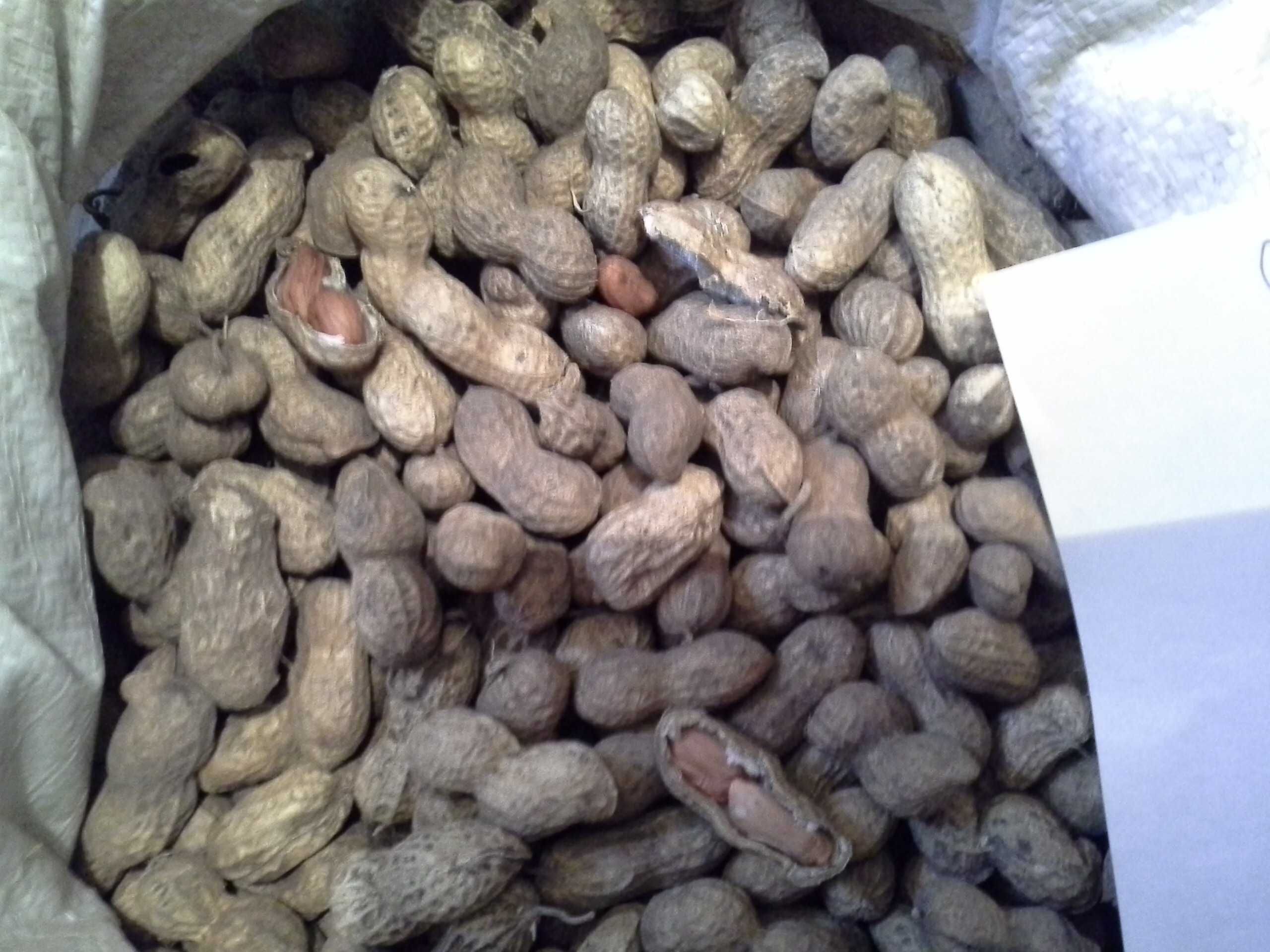Домашний аклиматизированный арахис, 2 сорта.