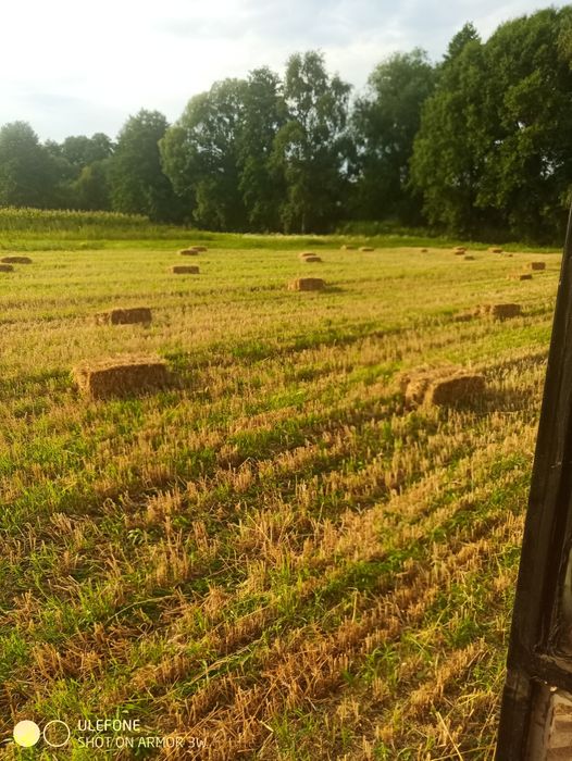 Продам солому пшеничну тюки