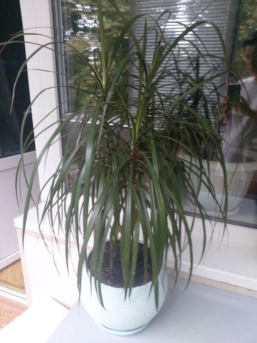 Кімнатні рослини