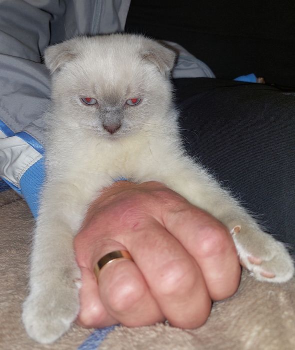 Красивая Шотландская вислоухая Девочка.