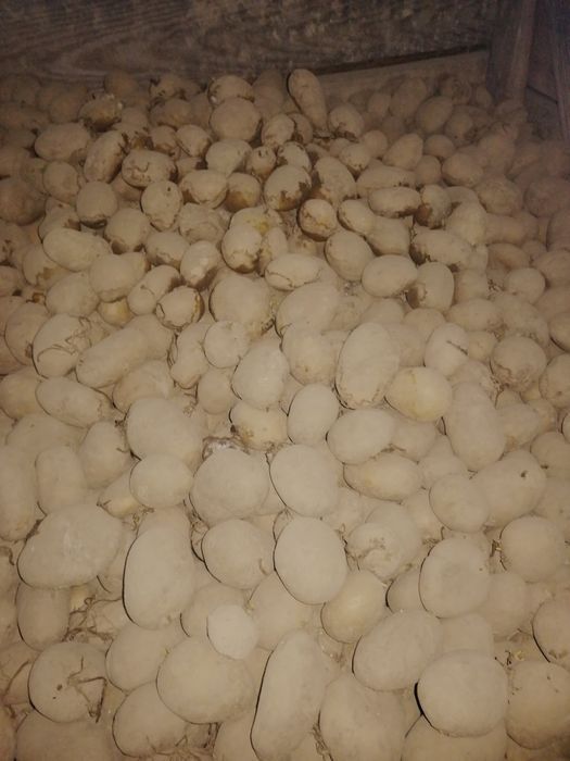 Ziemniaki Magnolii i Widawa