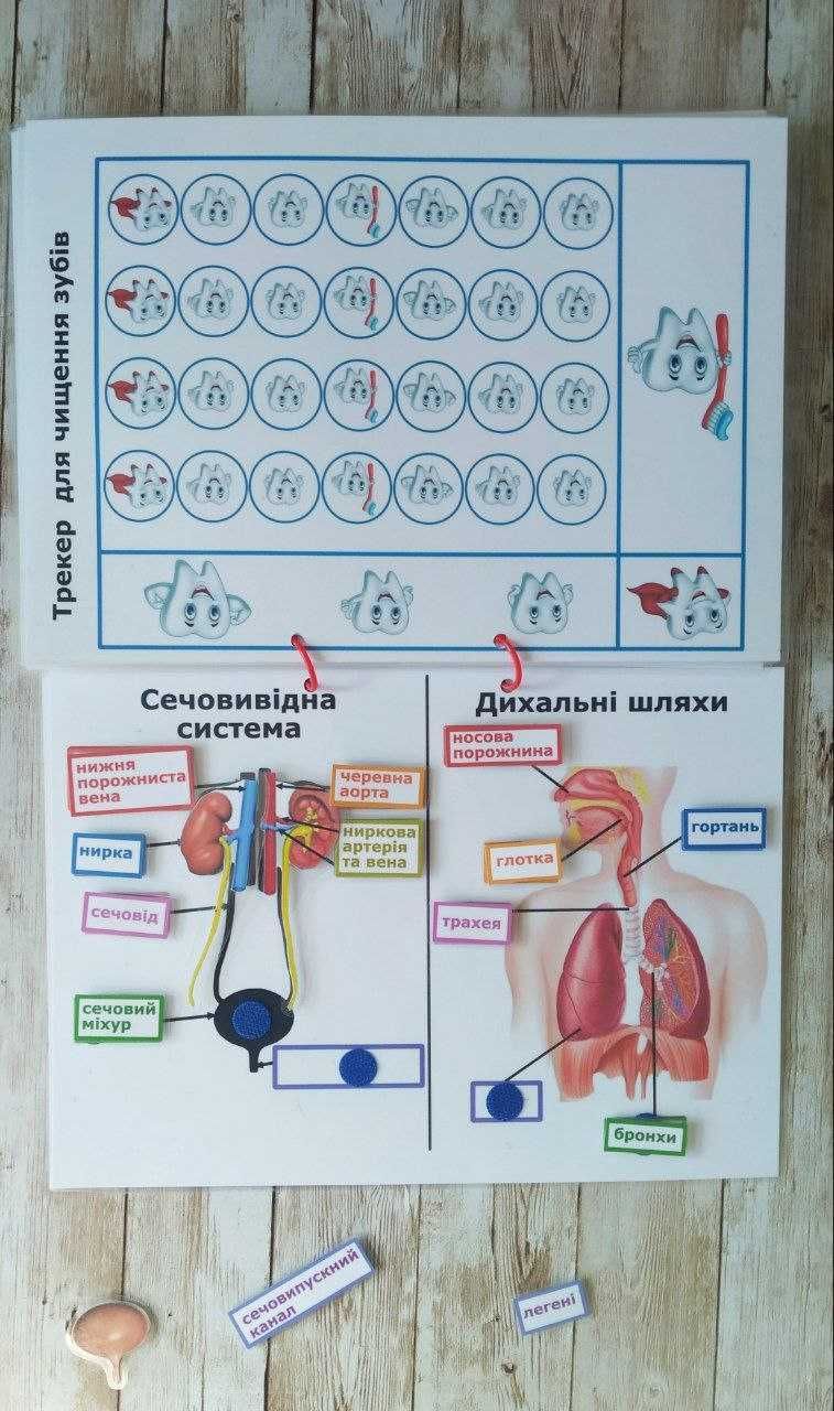 Лепбук на липучках Тіло організм людина