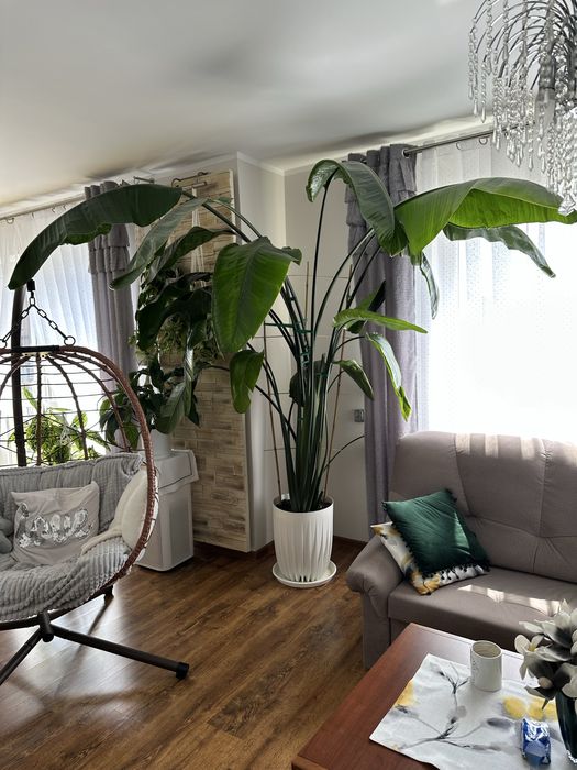 Strelicja nicolai gigantyczna