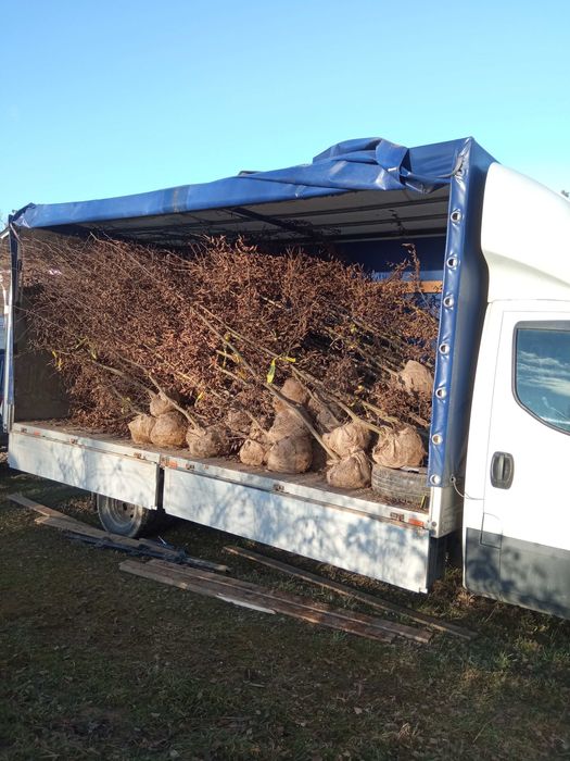 Brzoza brodawkowata,grab,buk, lipa, klon,topola,olcha,tuje,sosna,dowoz