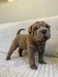 Szczeniak SHAR PEI ! Hodowla Fałdowce FCI REZERWACJA