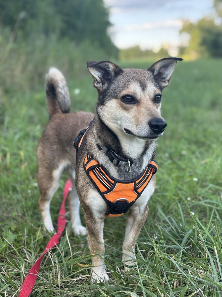 Melon – cichutki, kochany maluszek szuka spokojnego domu. Adopcja