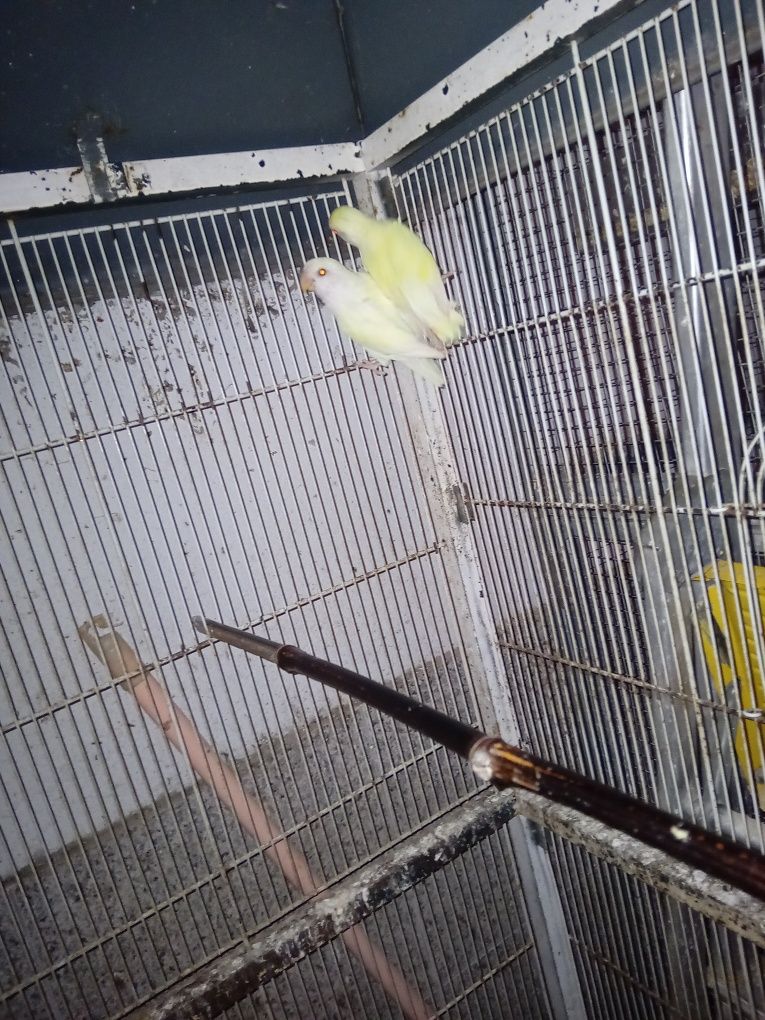Agapornis Rossicolis criar à mão e independentes Aveiro