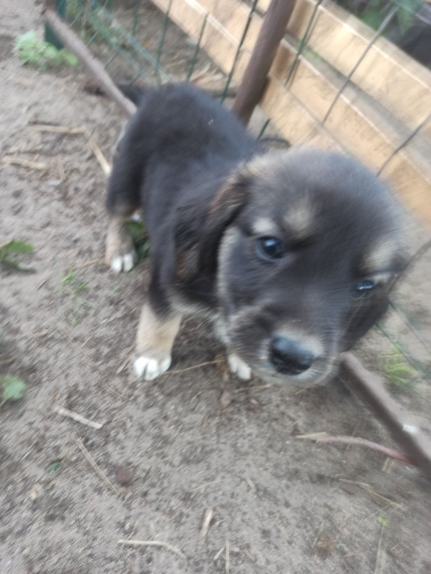 Oddam pieski w dobre ręce