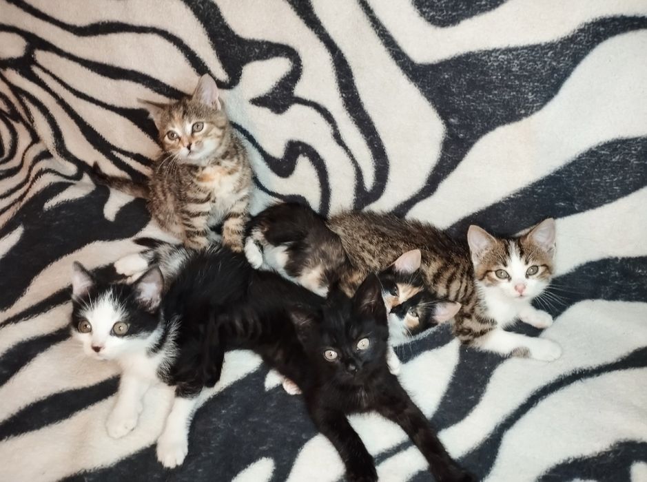 Oddam małe kotki w dobre ręce