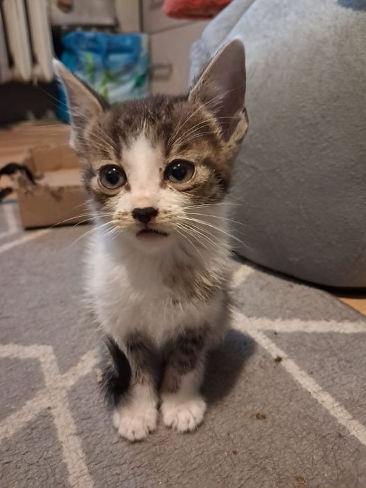 Kotki do adopcji