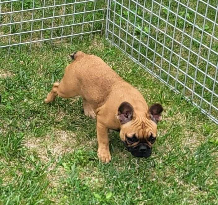 Buldog francuski