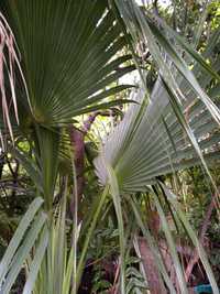 Голубая веерная пальма сабаль