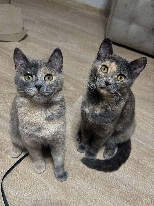 Кошенята Ненсі і Сабі шукають новий дім