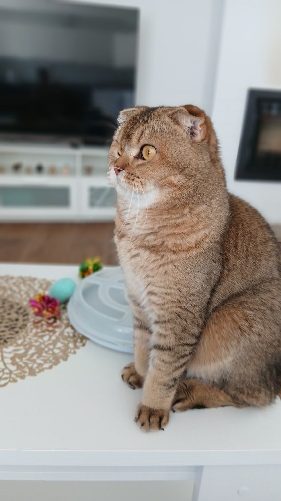 Macho Scottish fold. Golden shaded. Reprodutor