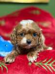 Cavapoo słodki piesek