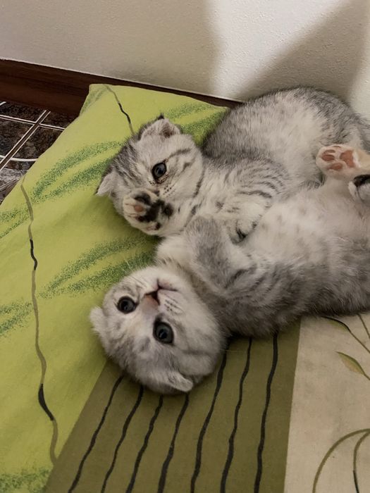 Шотланські кошенята