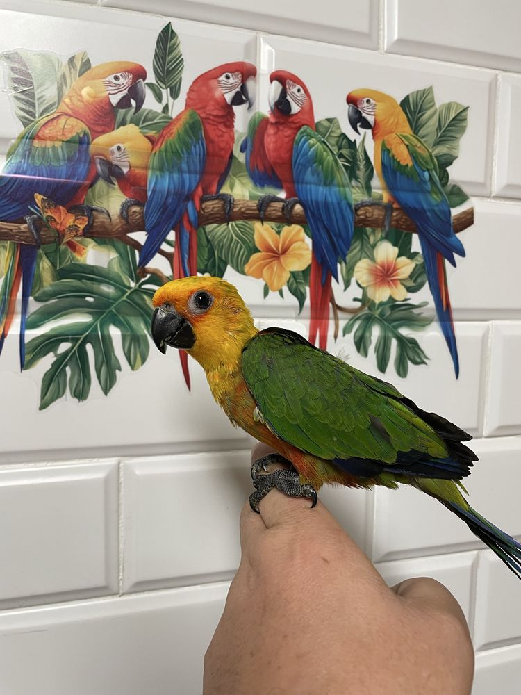 Aves cridas a mao e para criar a mao