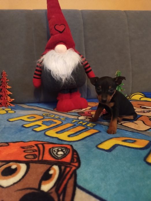 Pinczer śliczna Piesek miniatura