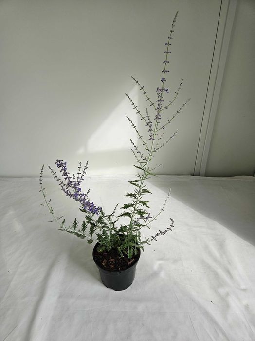 Perowskia Blue Spire 80cm C2 półkrzew o srebrzystych liściach
