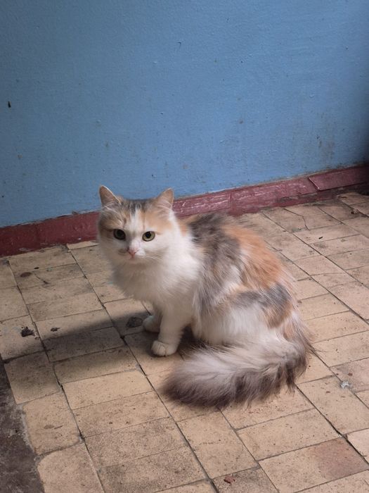 Киця 7міс.мріє про люблячу родину! Врятували із жахливих умов