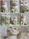 Породистые котята.Шиншила