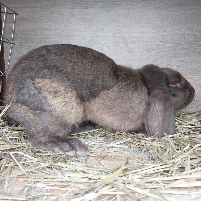 Sprzedam młodego samca barana francuskiego