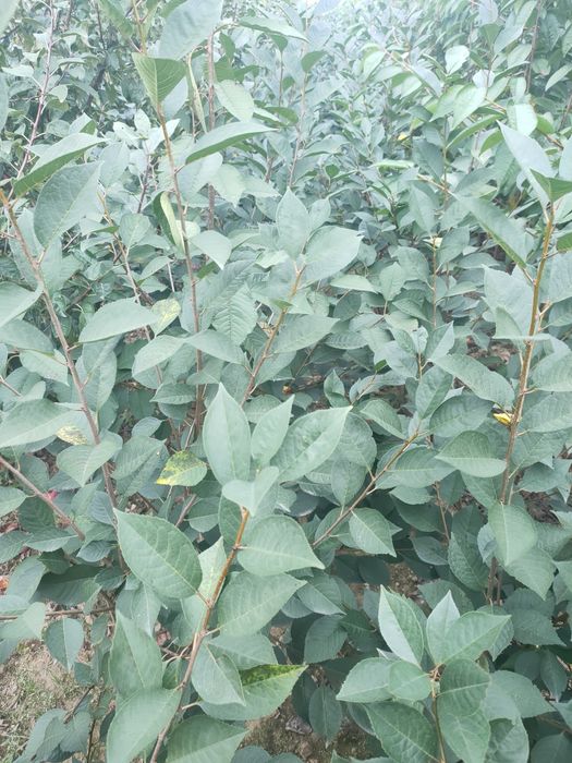 Drzewka wiśnia łutówka