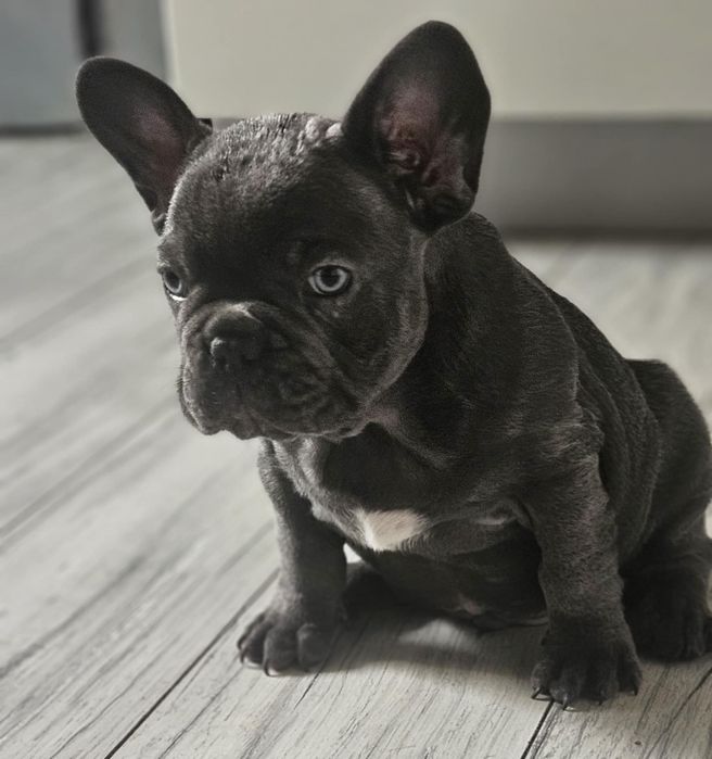 Buldog francuski