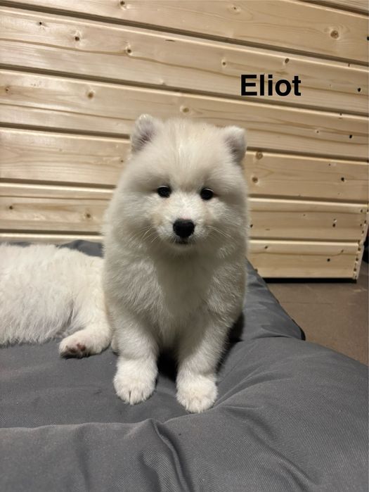 Piesek Eliot Samoyed