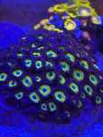 Coral frag agua salgada aquario reef zoanthus hulk