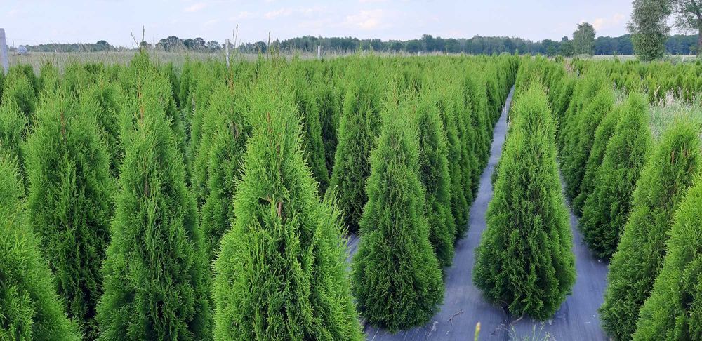 Tuje szmaragd, tuja Jesienna Promocja 40-50cm po 6zł za sztukę