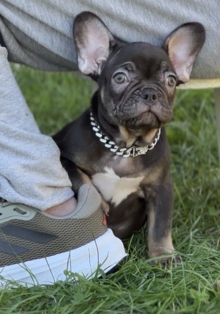 Колір шоколад- трендові дівчатка франікі