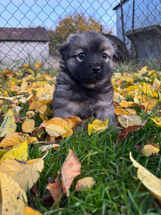 Oddam cztery szczeniaki w dobre ręce