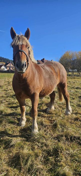 Kobyła źrebna zmieni dom