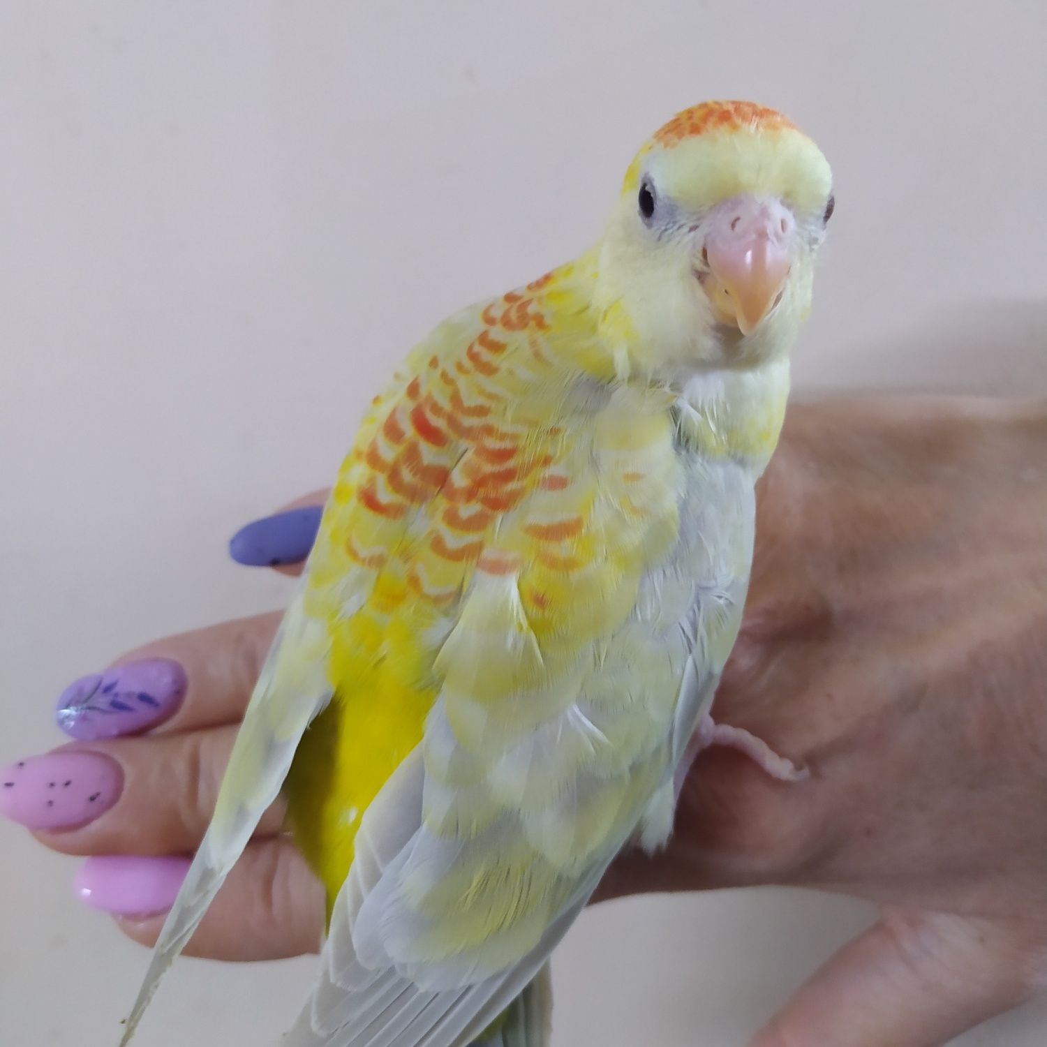 Певчий попугай - самки и самцы