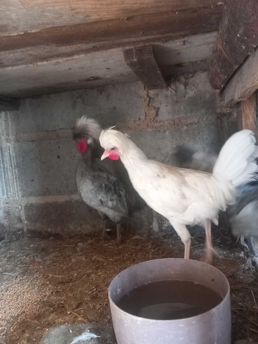 Sprzedam czubatki holenderskie koguta