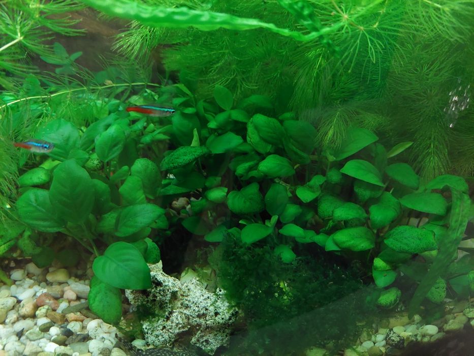 Sprzedam rośliny oraz Rybki Gupiki z własnej hodowli Anubias, Paprotka